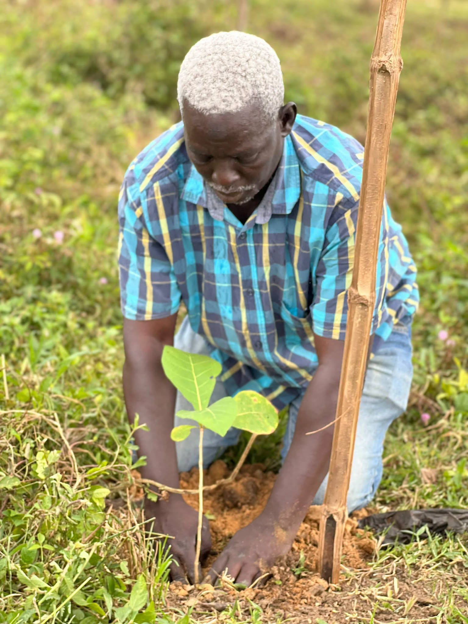 Tiapoum renforce la protection de la lagune Aby avec le planting de 206 plants à Edjambo