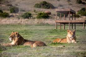 Les autorités togolaise démentent la présence d'un lion en divagation à Lomé